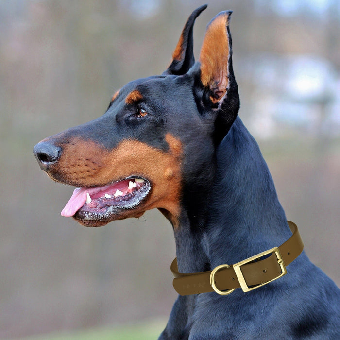 Viper Biothane Waterproof Dog Collar - Brass Hardware - Size L (18" - 22")