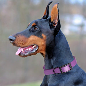Biothane Waterproof Dog Collar - X-Large (22 to 25 inches)