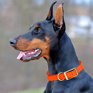 Viper Biothane Waterproof Dog Collar - Brass Hardware - 1.5in Wide, Size L (16 to 20 inches)