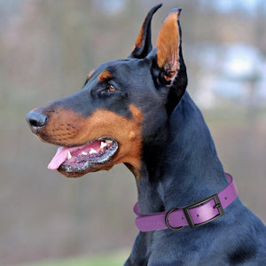 Dogline Biothane Waterproof Dog Collar with Black Hardware -  1.5" Wide, Size XL (20 to 24 inches)