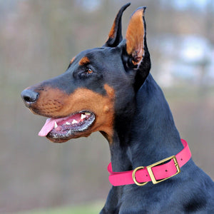 Viper Biothane Waterproof Dog Collar - Brass Hardware - 1.5in Wide - Size XL (20" - 24")