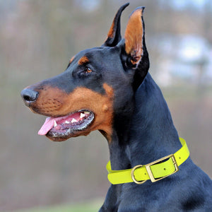Viper Biothane Waterproof Dog Collar - Brass Hardware - 1.5in Wide, Size XXL (24 to 28 inches)