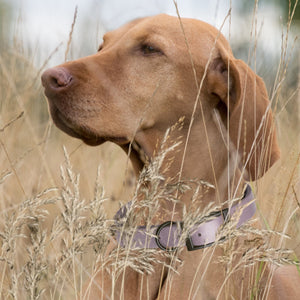 Dogline Biothane Waterproof Dog Collar with Black Hardware -  1.5" Wide, Size L (16 to 20 inches)