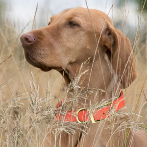 Viper Biothane Waterproof Dog Collar - Brass Hardware - Size S (12 to 15 inches)