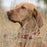 Biothane Waterproof Dog Collar - X-Large (22 to 25 inches)
