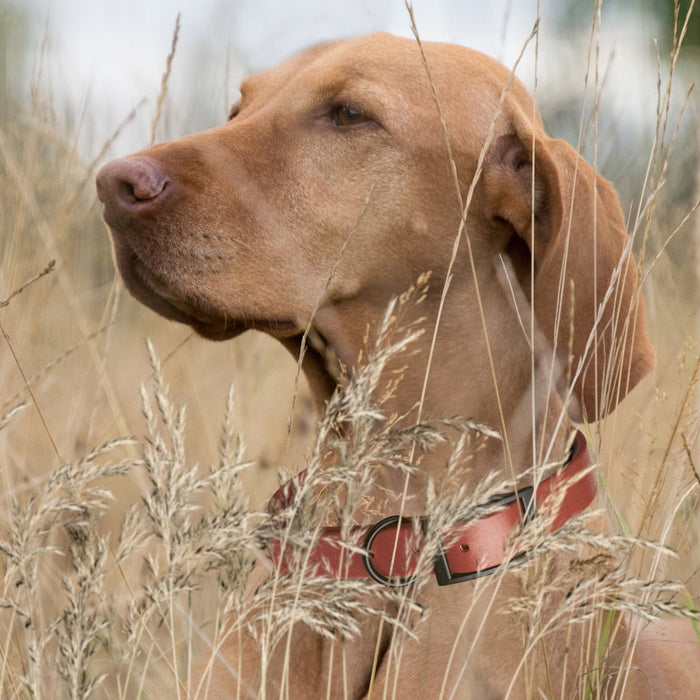 Biothane Waterproof Dog Collar - X-Large (22 to 25 inches)