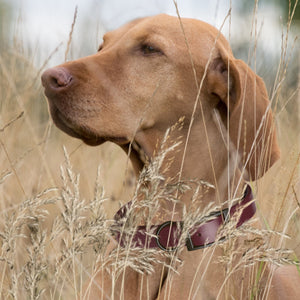 Biothane Waterproof Dog Collar - Small (12 to 15 inches)