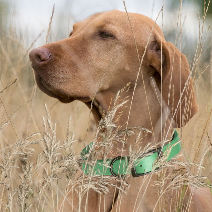Biothane Waterproof Dog Collar - Large (18 to 22 inches)