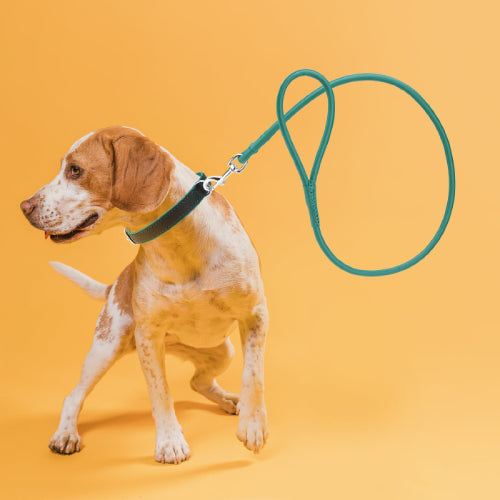 Leashes, Leads & Lines