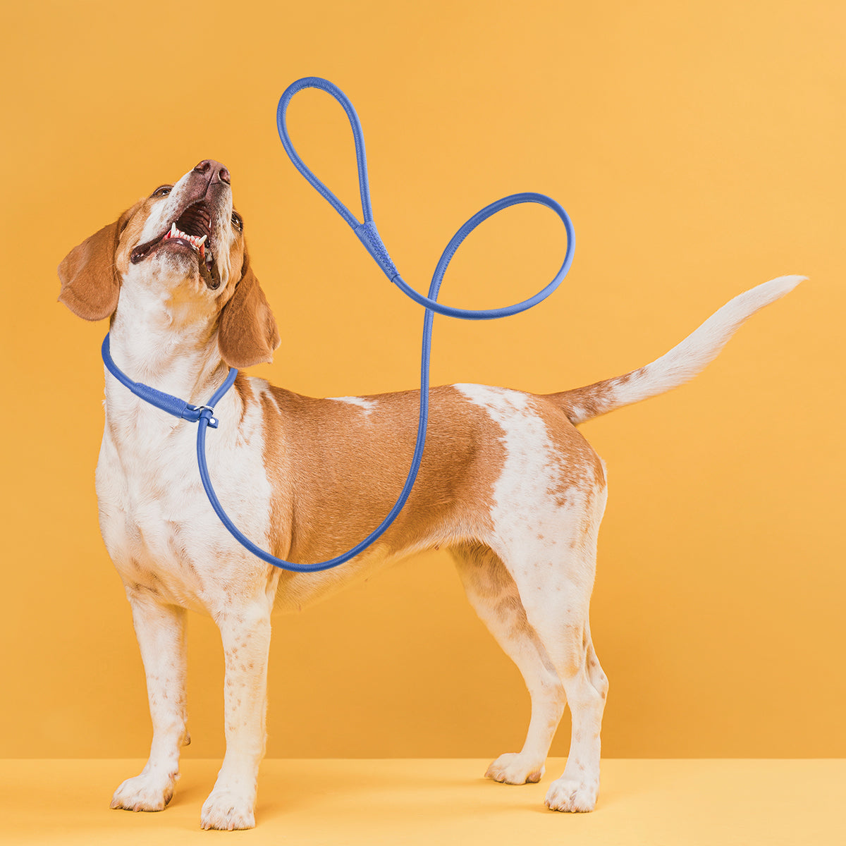 Dogline Group