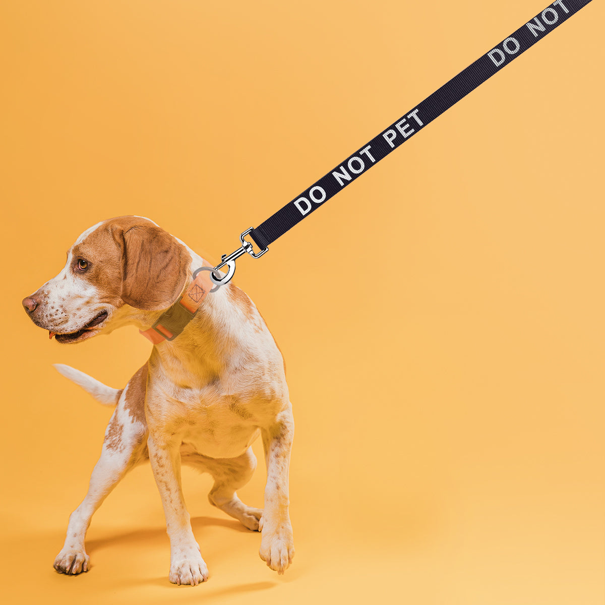 Dogline Group