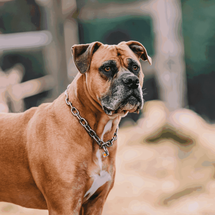 Dogline Group