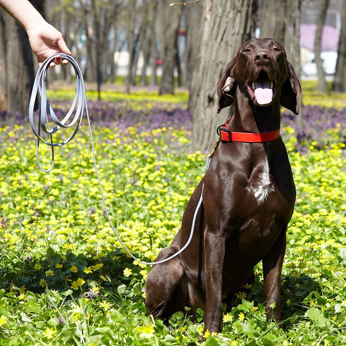 Dogline Group