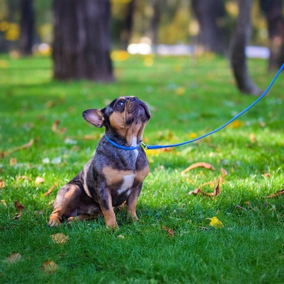 Dog Collars & Leashes