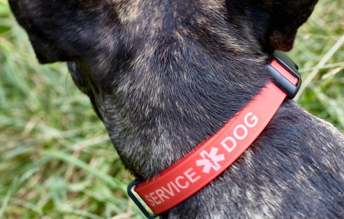 Dogline Group