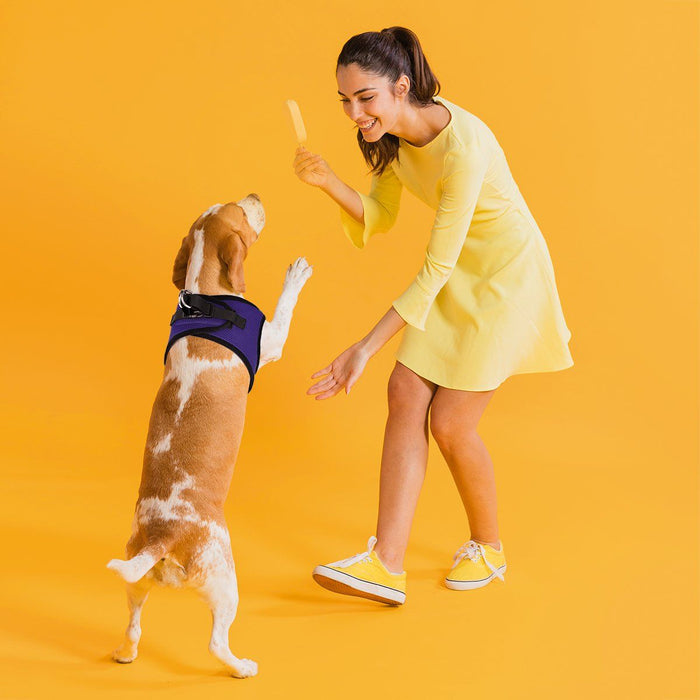 Chewy Harness For Large Dogs Chewy Harness Lead Set Ro