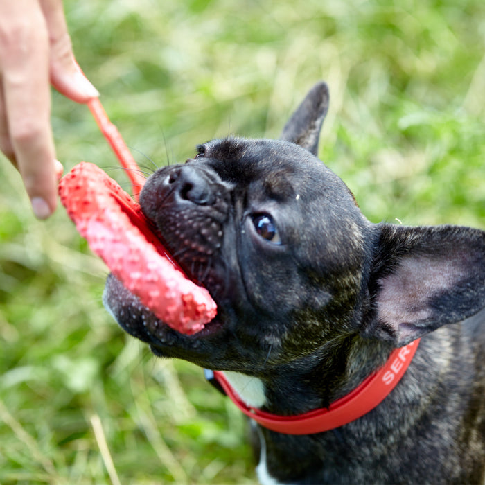 Biothane Service Dog Collar Or Leash