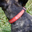 Biothane Service Dog Collar Or Leash