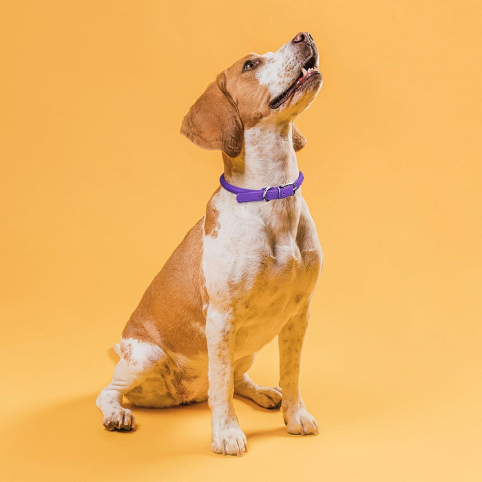 Royal Blue Dog Collar With Tan Leather + Cream/Orange/Brown Stitching