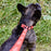 Biothane Service Dog Collar Or Leash