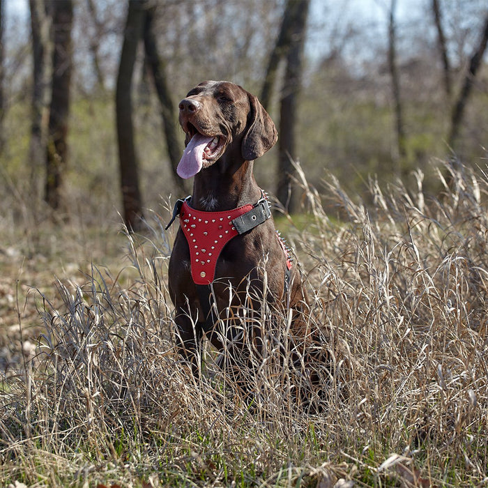 Leather + Nylon Spike Harness