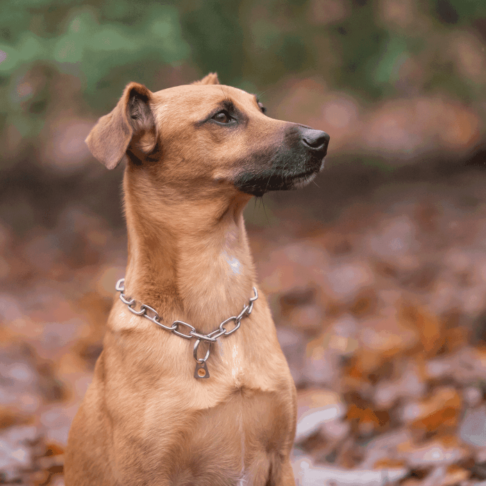 Herm Sprenger - Short Link Fur Saver Collar - Stainless Steel