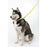 Comfort Microfiber Flat Dog Collar