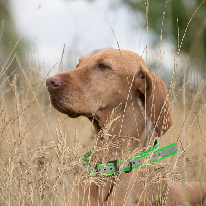 Biothane E-Collar Replacement Reflective Strap