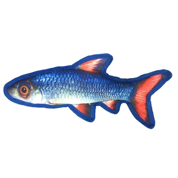 Aquarium Fish Red Shiner Redhorse Minnow Stock Photo 1539056210, shiner fish